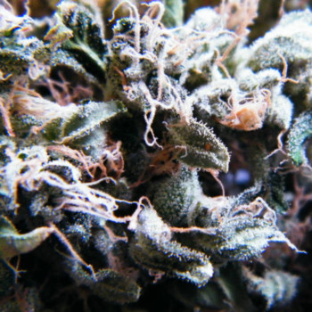 Dope Smoker – Legalize It Review